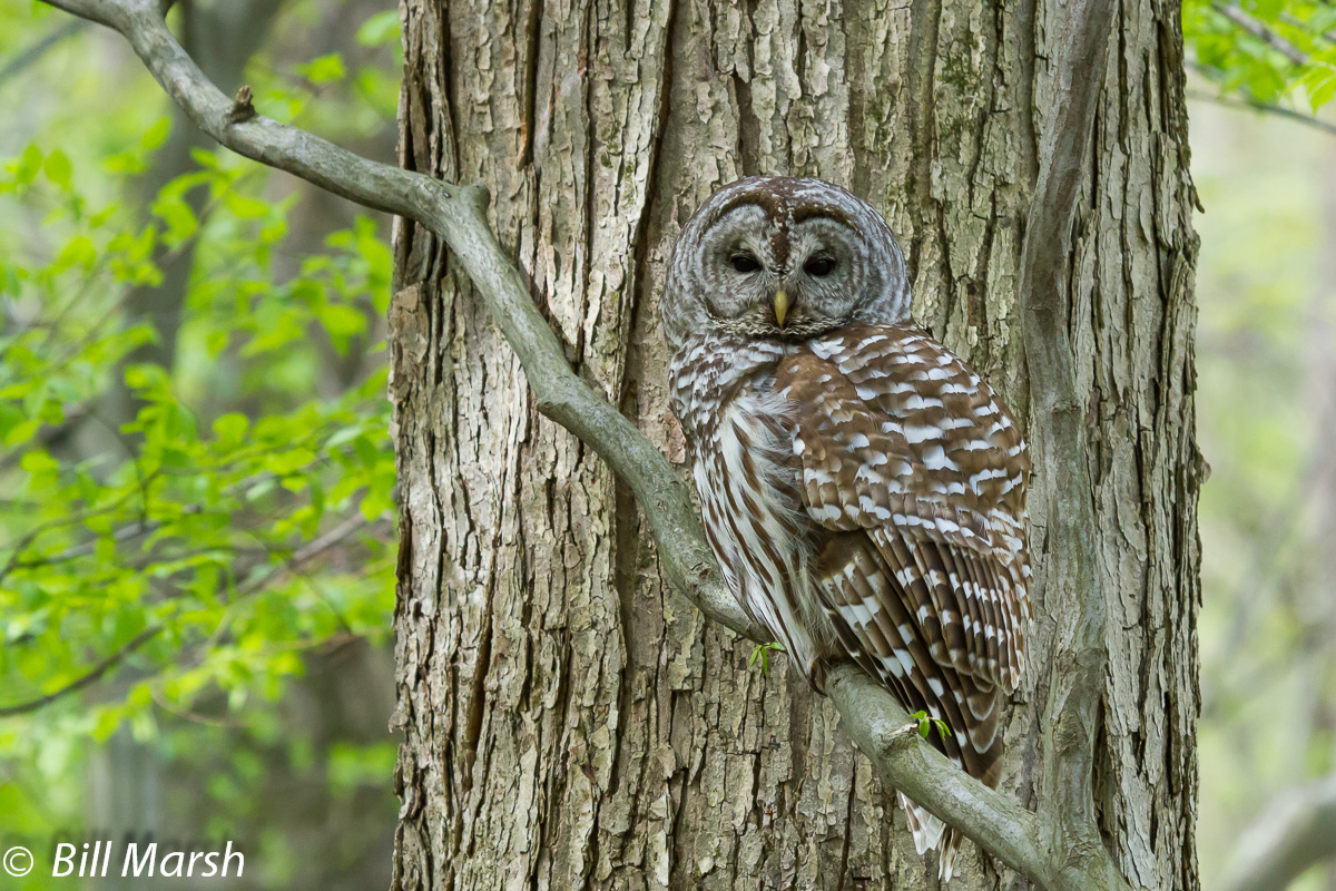 Barred Owl