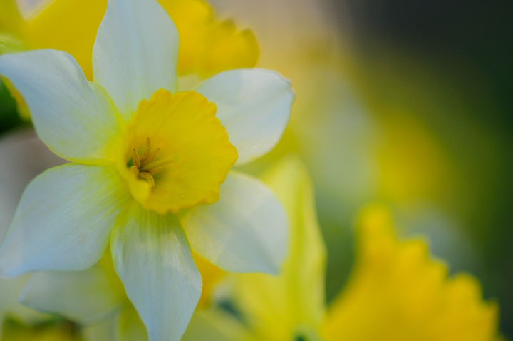daffodils