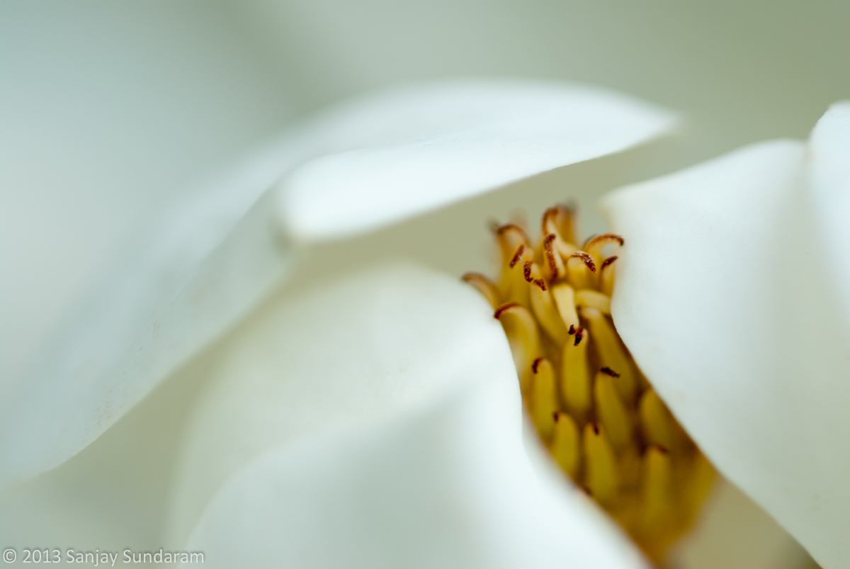 Southern Magnolia
