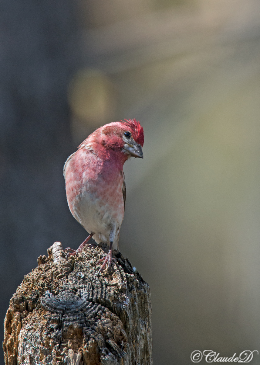 Purple Finch 2