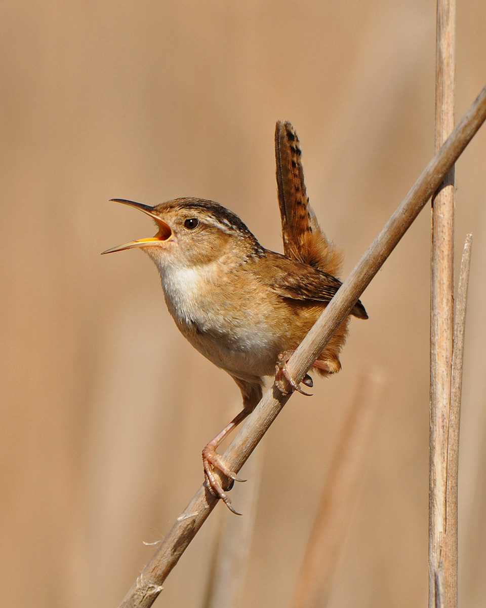Marsh Wren 