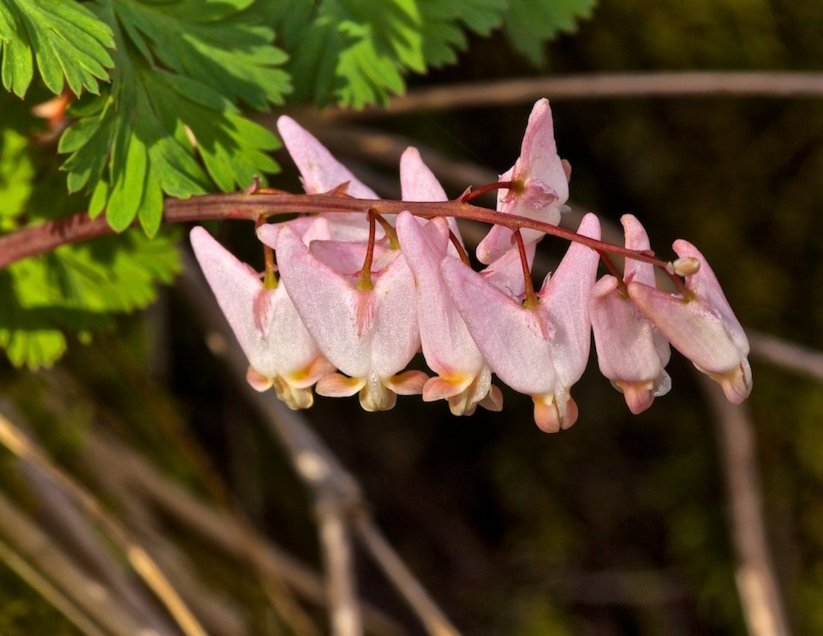 Dutchman's Breeches
