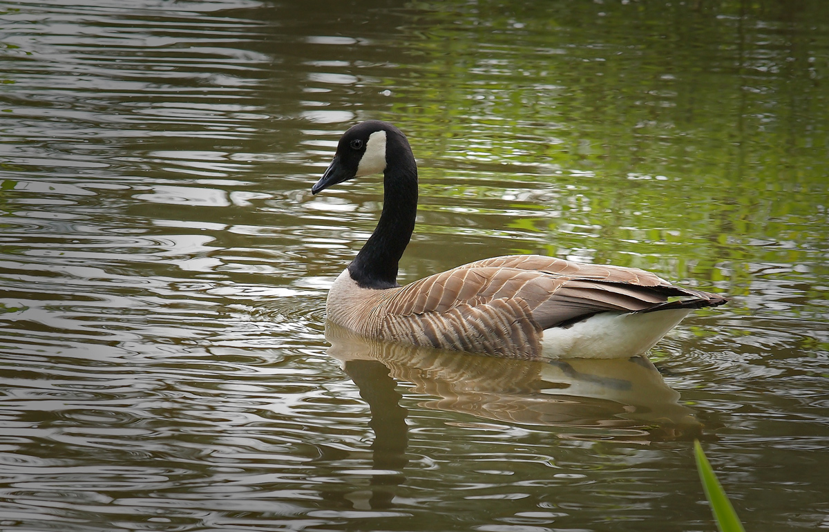 Canada Goose