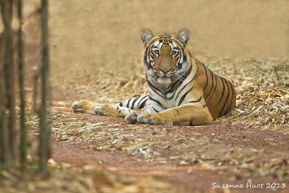 Relaxing in the sun. .