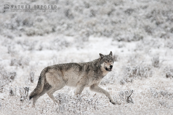 Lamar Wolf