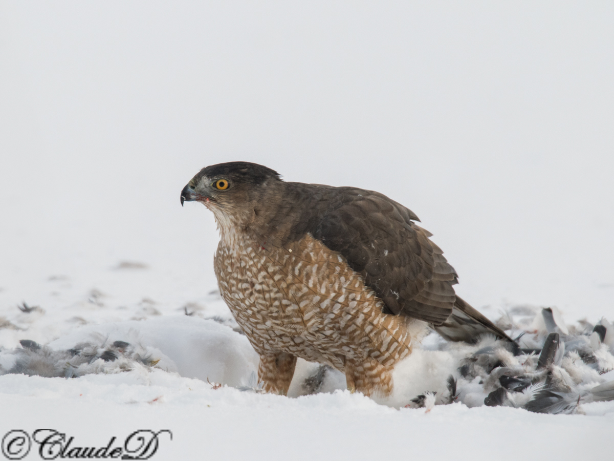 Cooper's Hawk