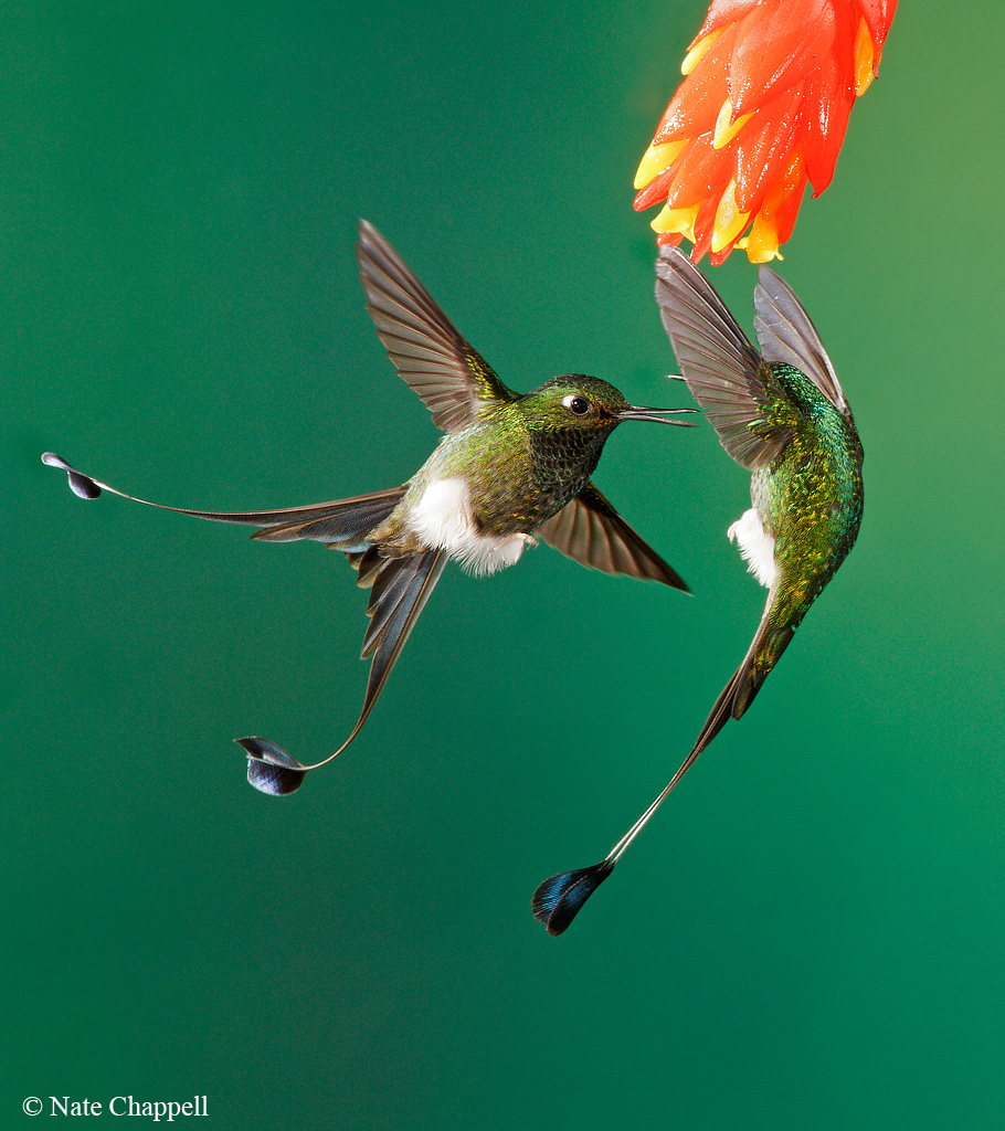 Booted Rackettails Fight