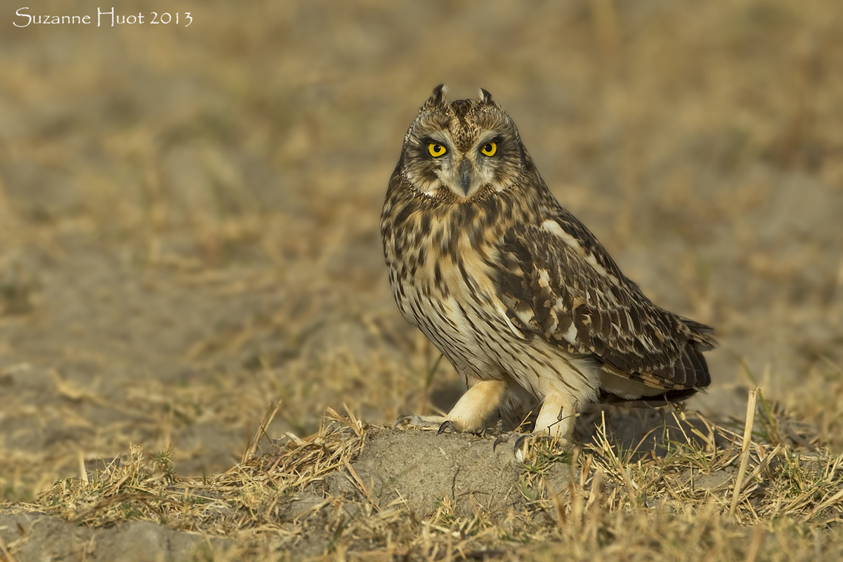 Short -Eared owl