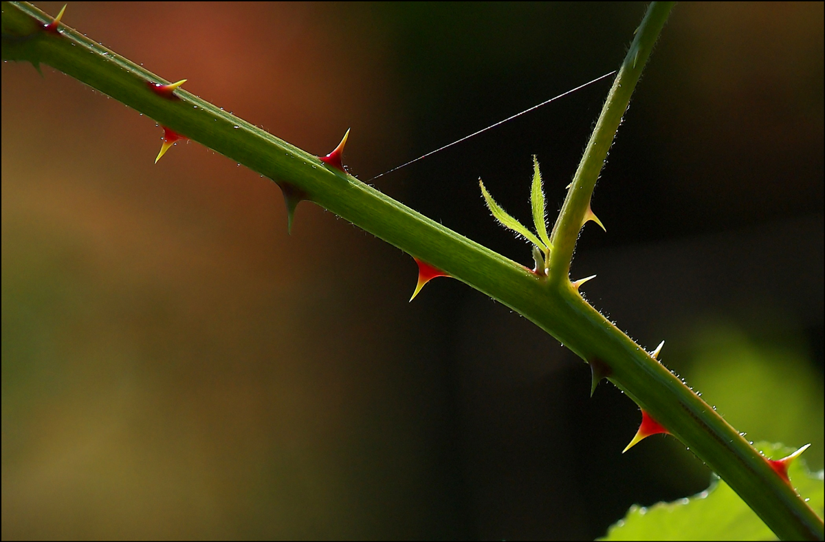 "Thorns"