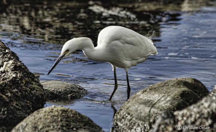 Snowy Egret Fishing