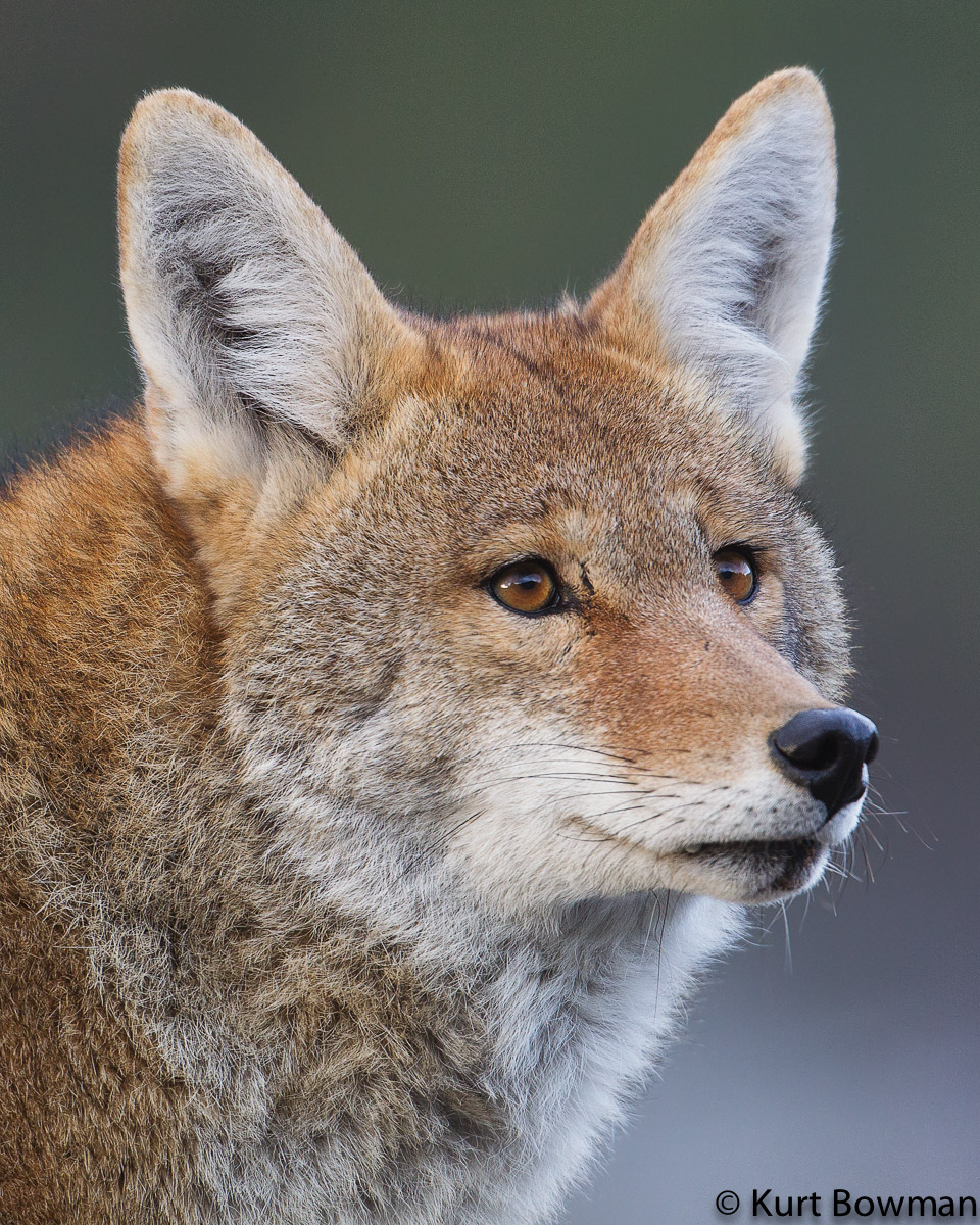 Coyote Portrait