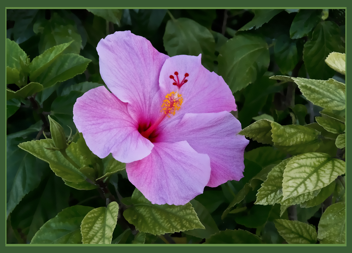 Pink Hibiscus