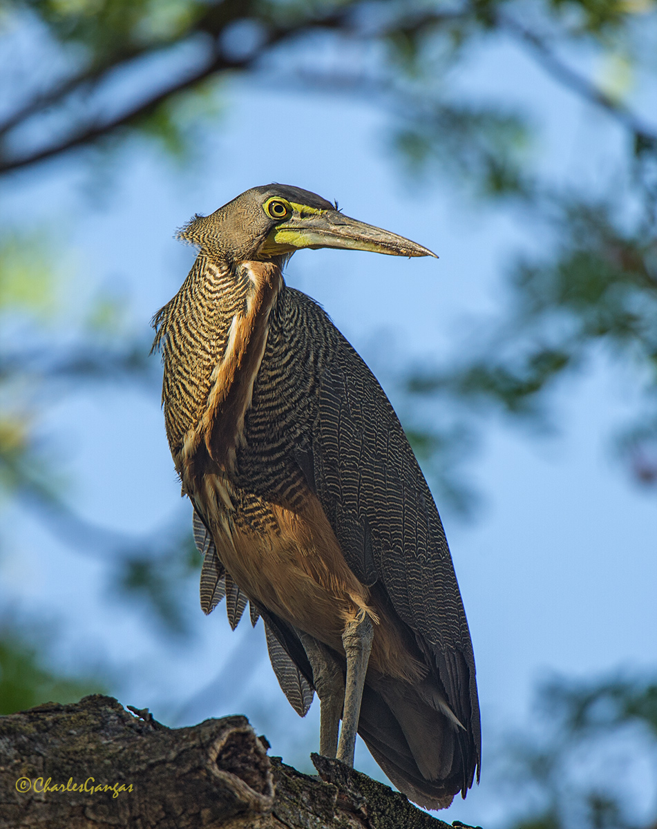 Bare-throated Tiger 