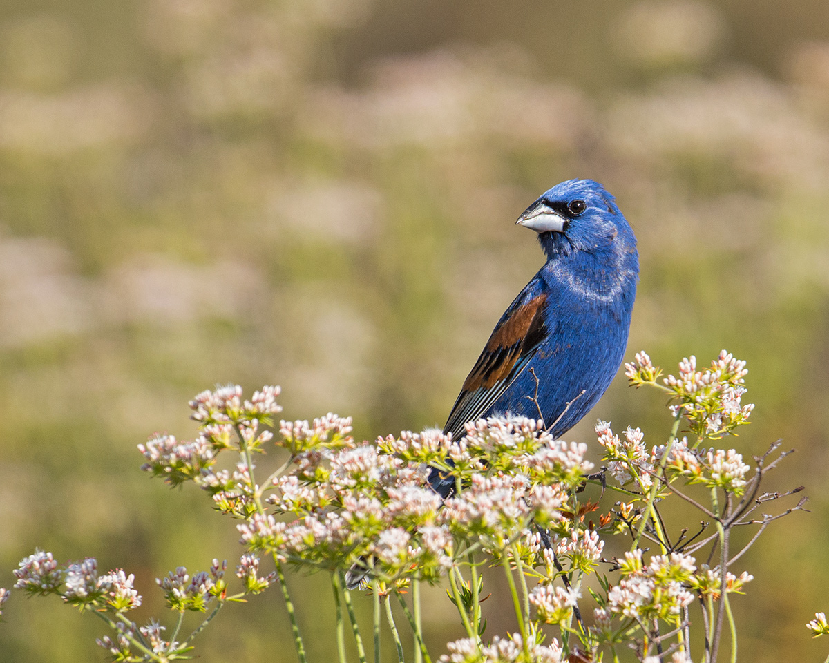 Blue Grosbeak
