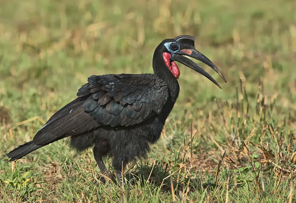 AbysinnianGroundHornbill