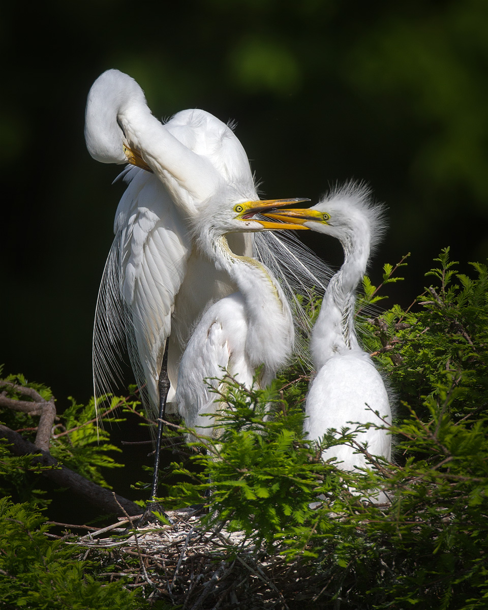 Egret Family