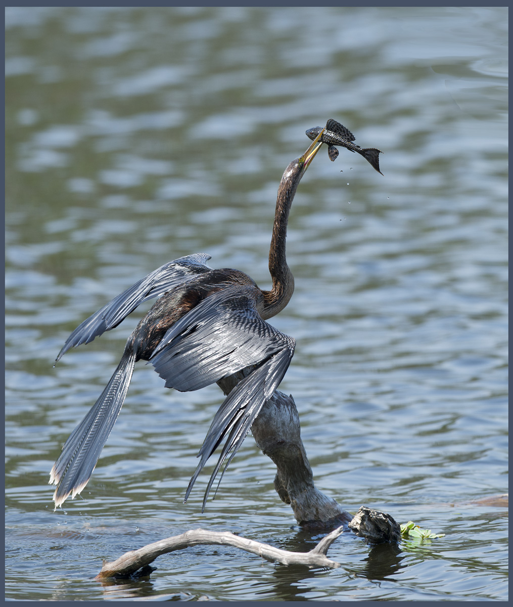 Anhinga with Fish