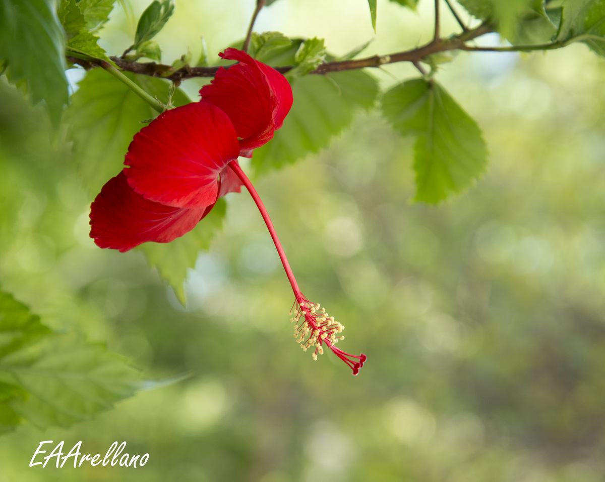 Red Hybiscus in the gard