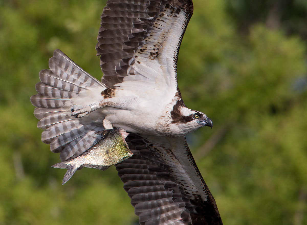 Osprey flight portrait
