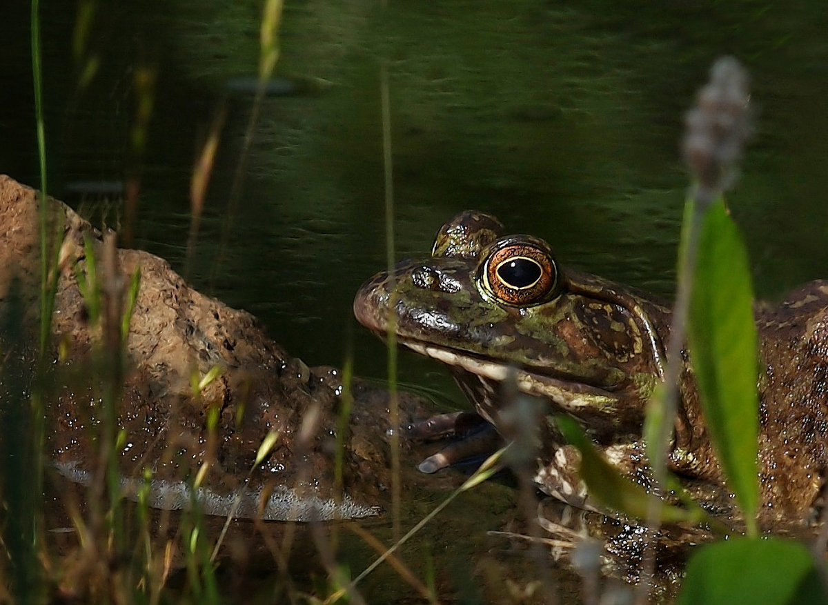 Extreme Frog