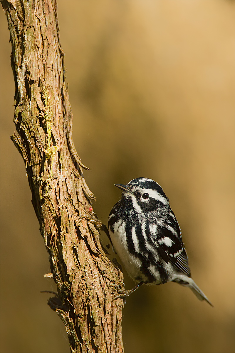 B&W Warbler