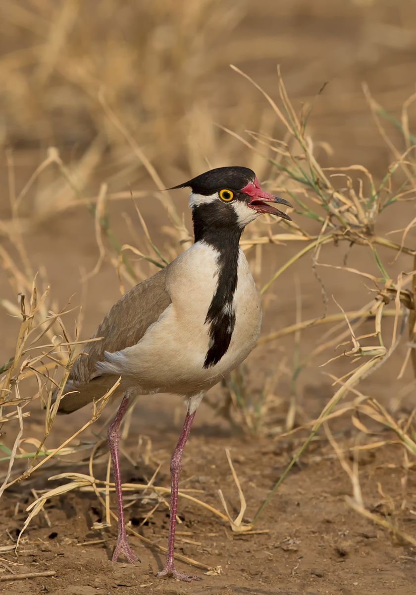 Black Headed Lapwing