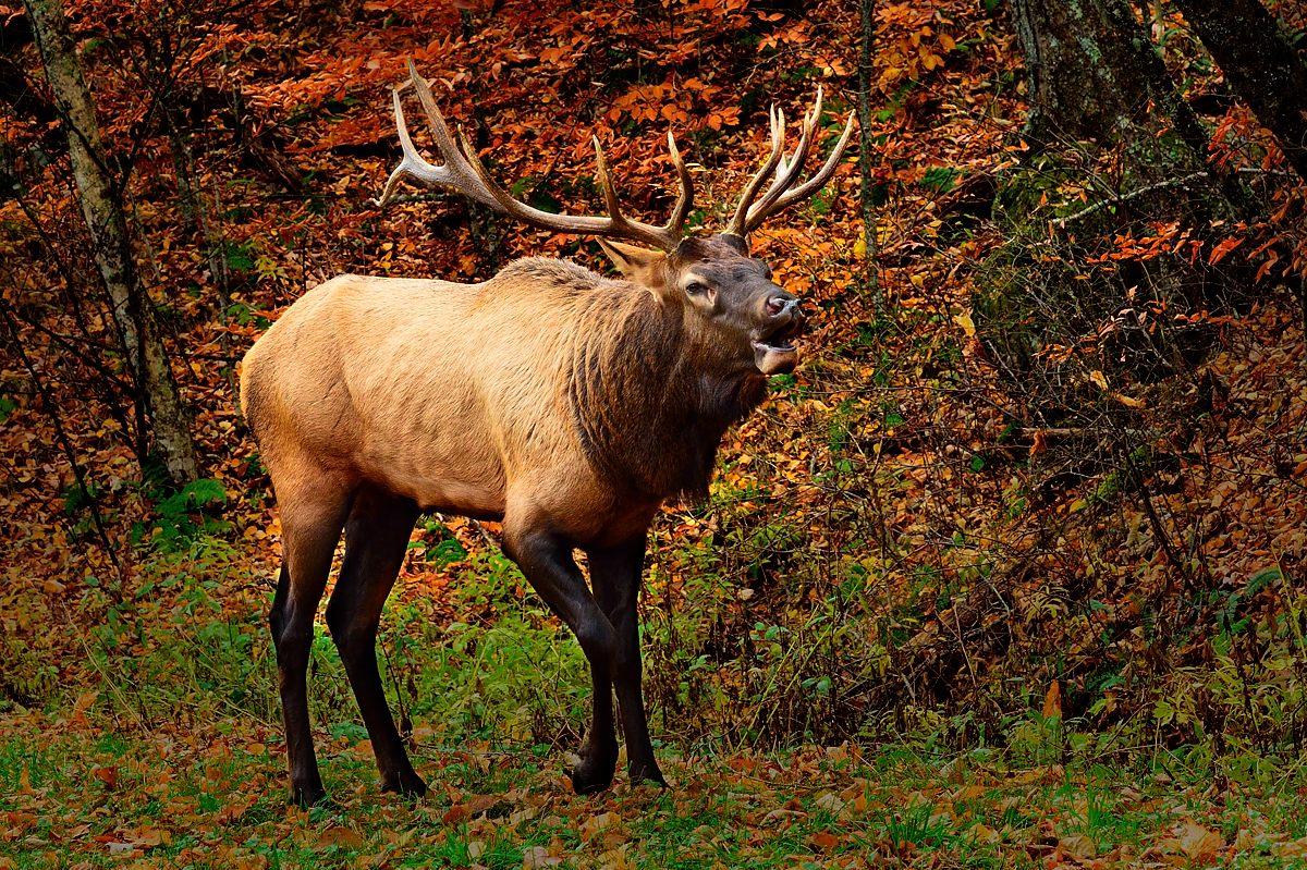 Bull Elk Bugling