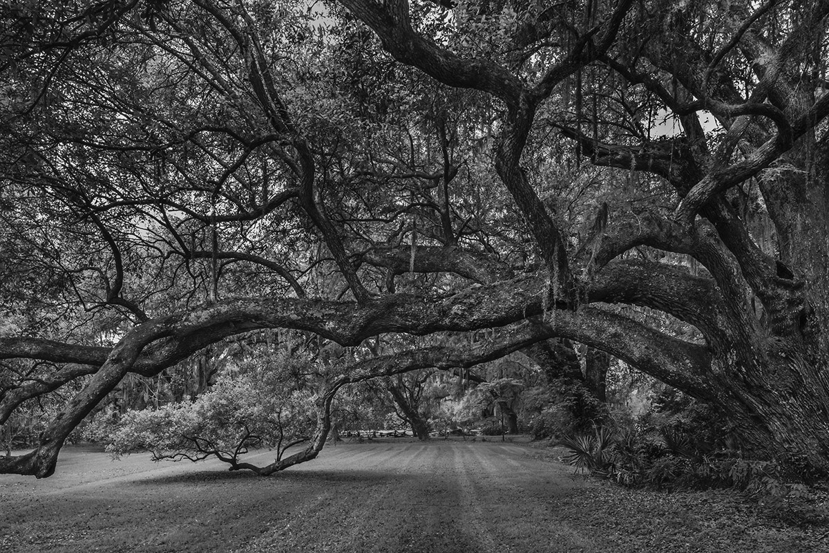 Live Oak - Charleston