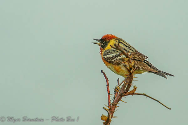 Bay-breasted Warbler (Se
