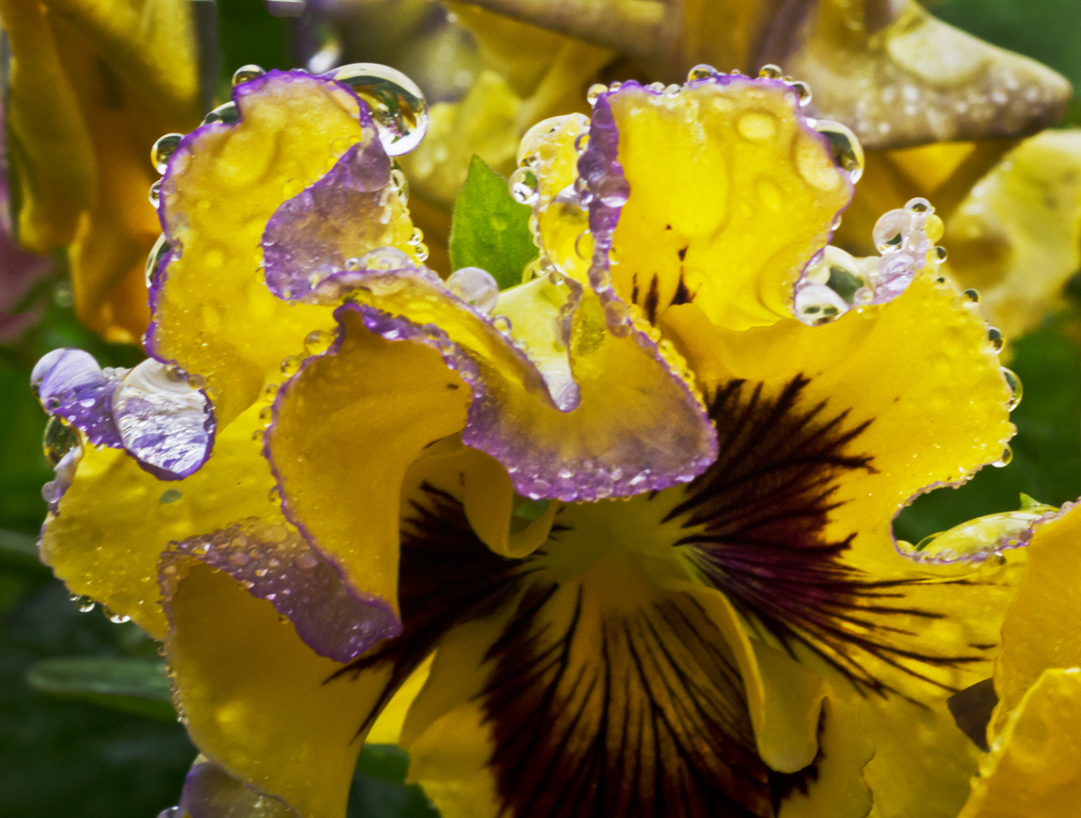 fancy pansy WC#584