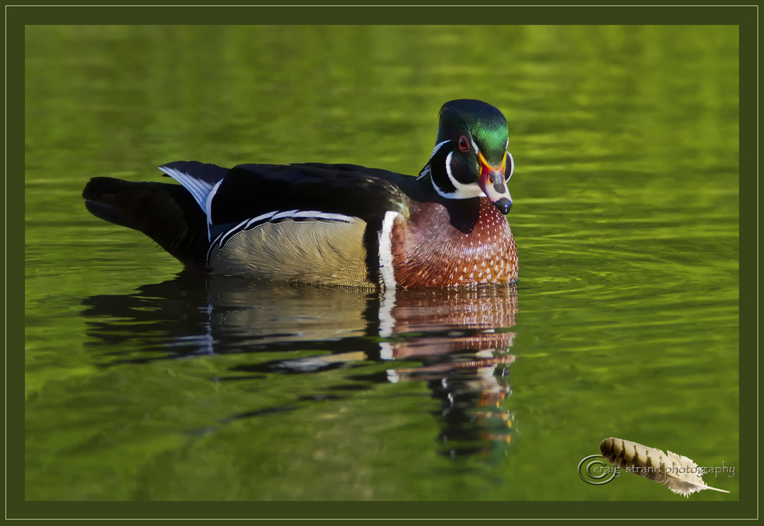 All Decked Out, Ridgefield Refuge Info