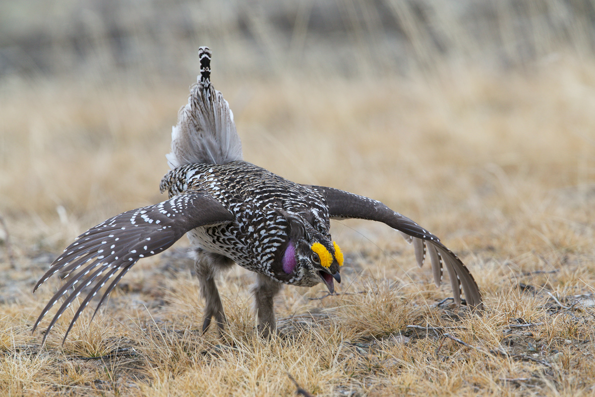 Sharp-tailed Grouse