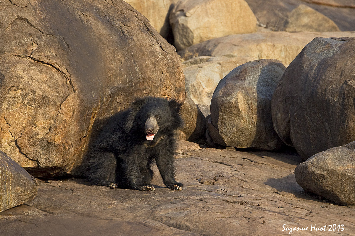 Sloth Bear