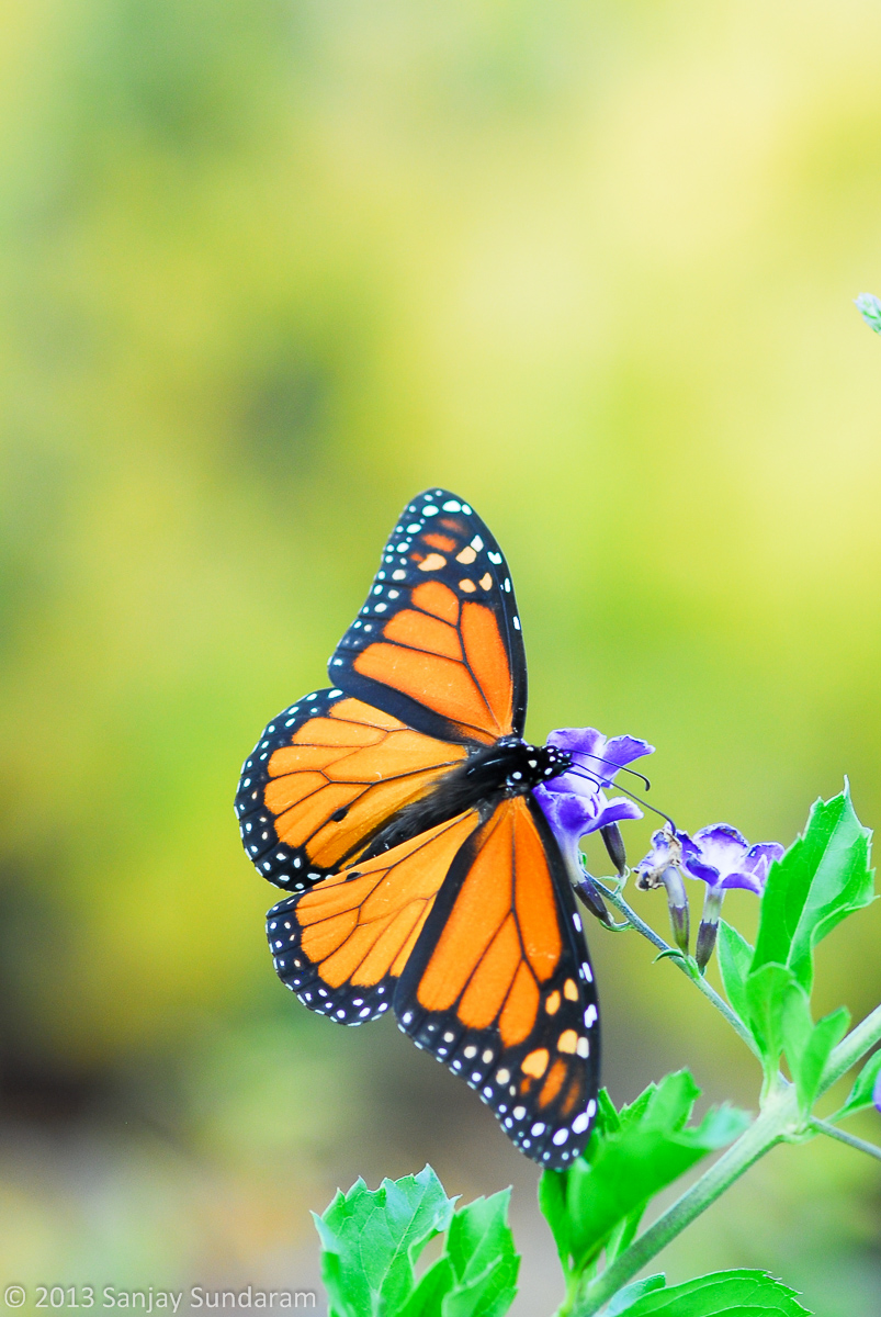 Monarch thru TX to MEX