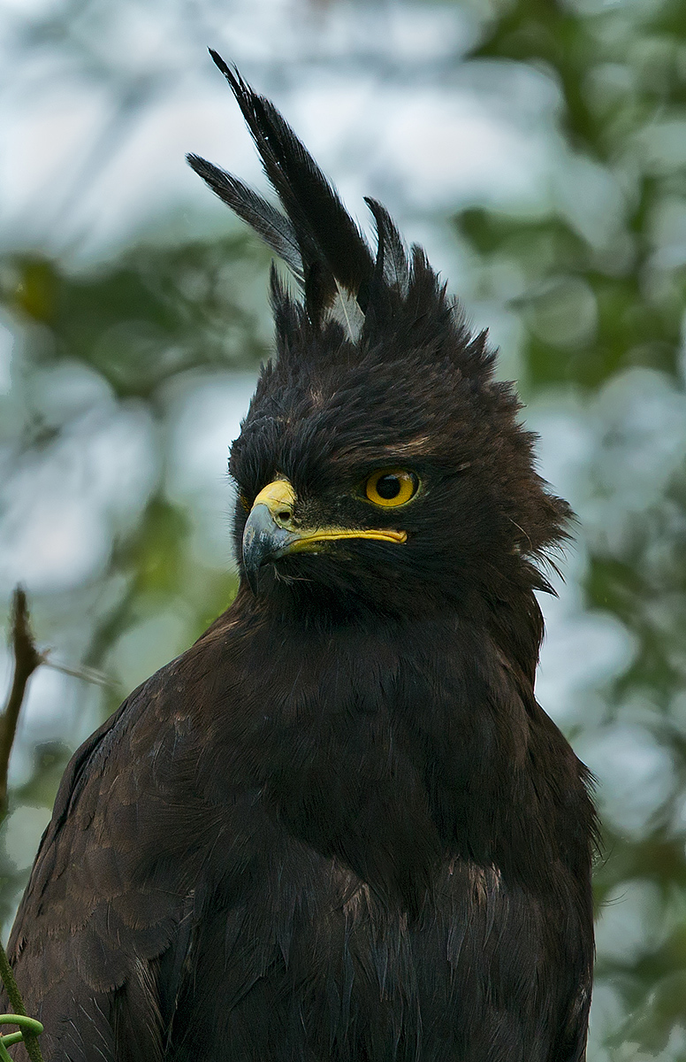 Long Crested Eagle