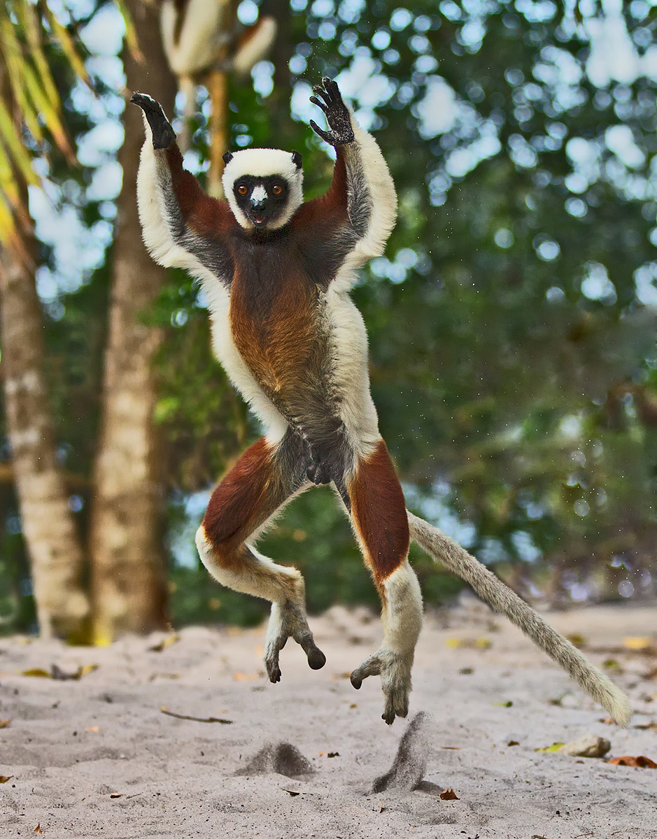 Cocquerels Sifaka