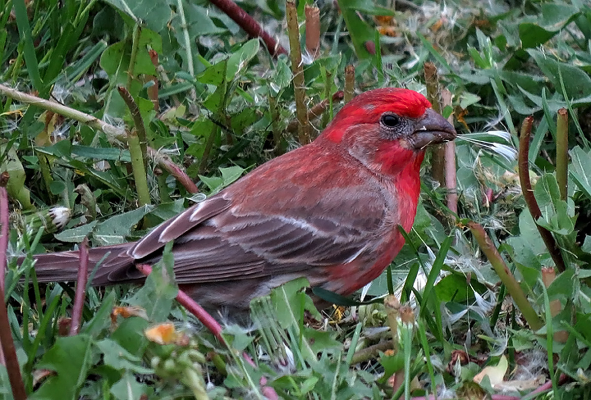 House finch