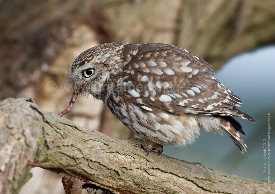 The 'early bird'