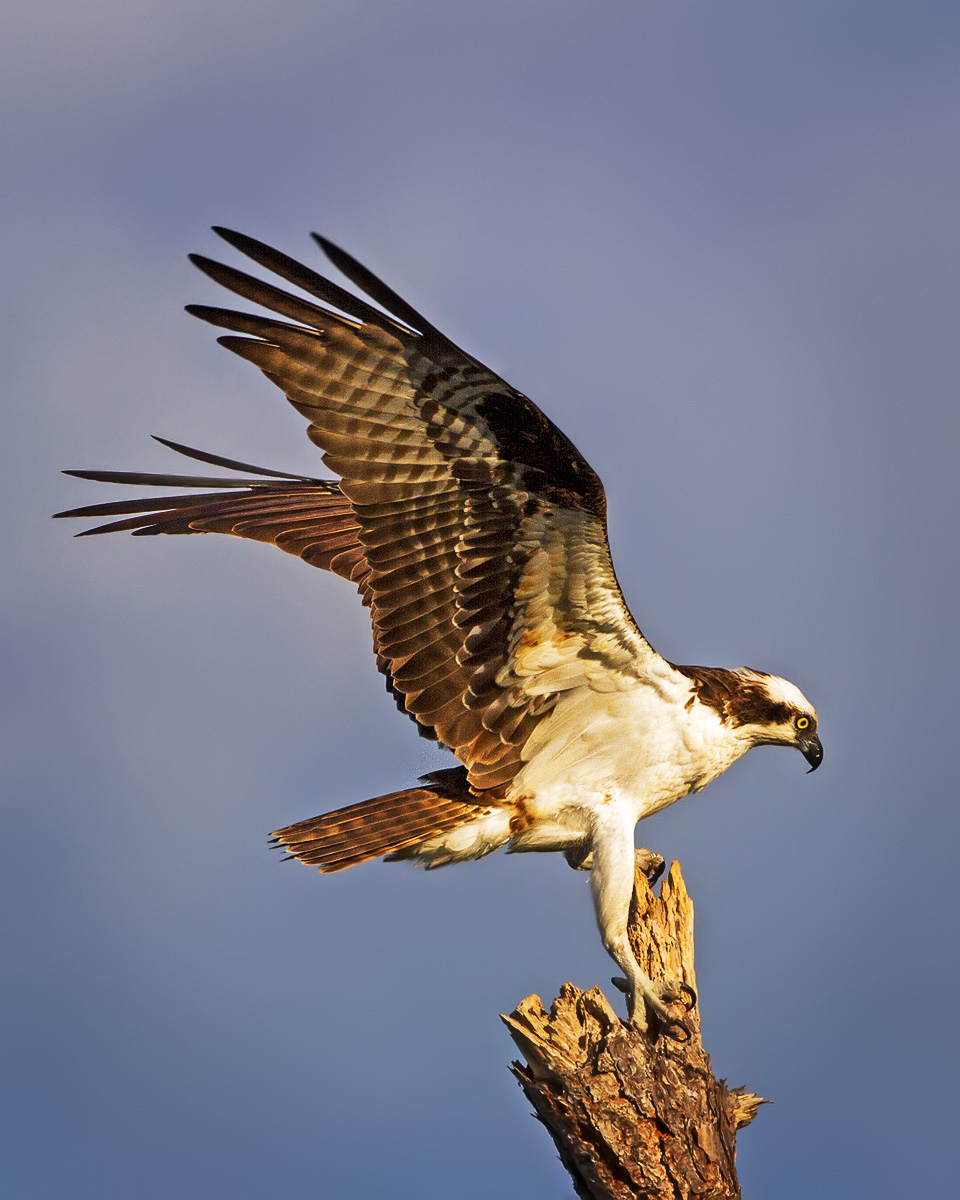 Osprey Landing