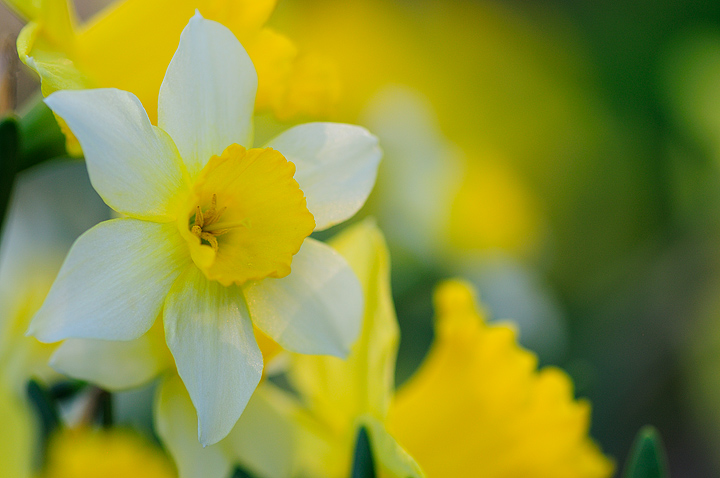 Daffodil version II