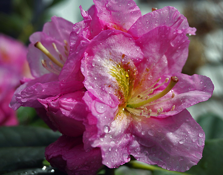 Morning Beauty WC584