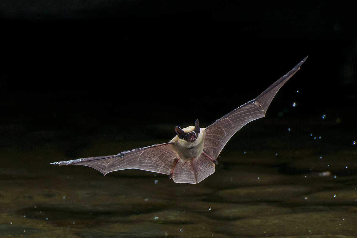 Canyon Bat