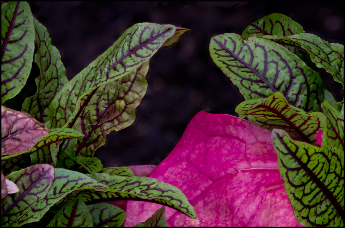 Coleus and Chard