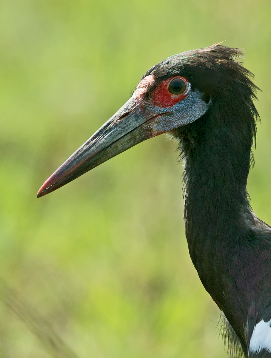 Abdim's Stork Portrait