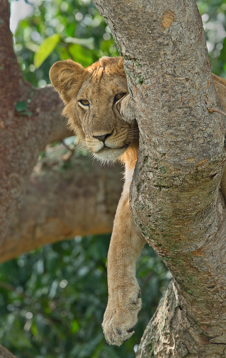 Tree Climbing Lion