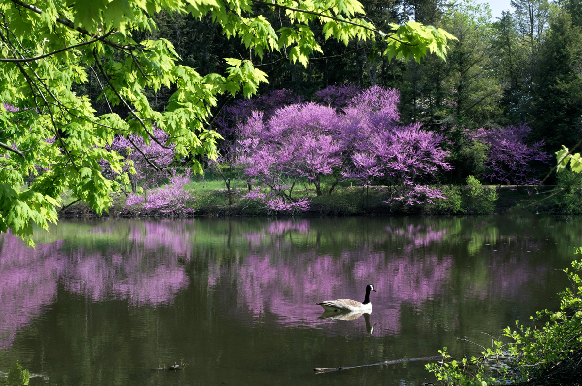 Redbuds (repost)