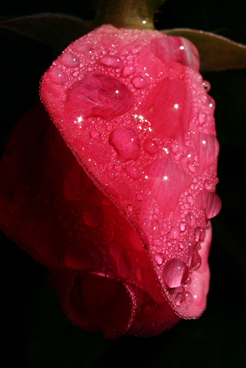 Rain drops on Rose  584