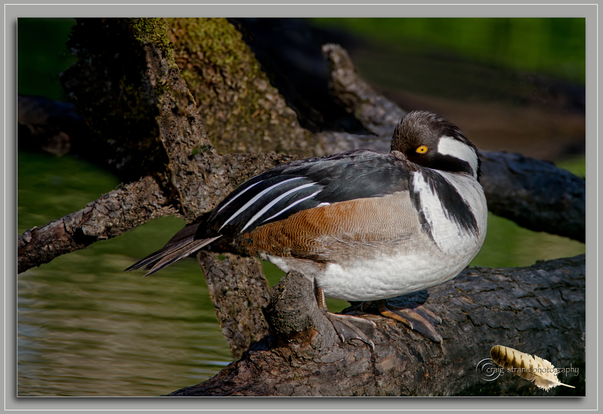 Sleepy Merganser