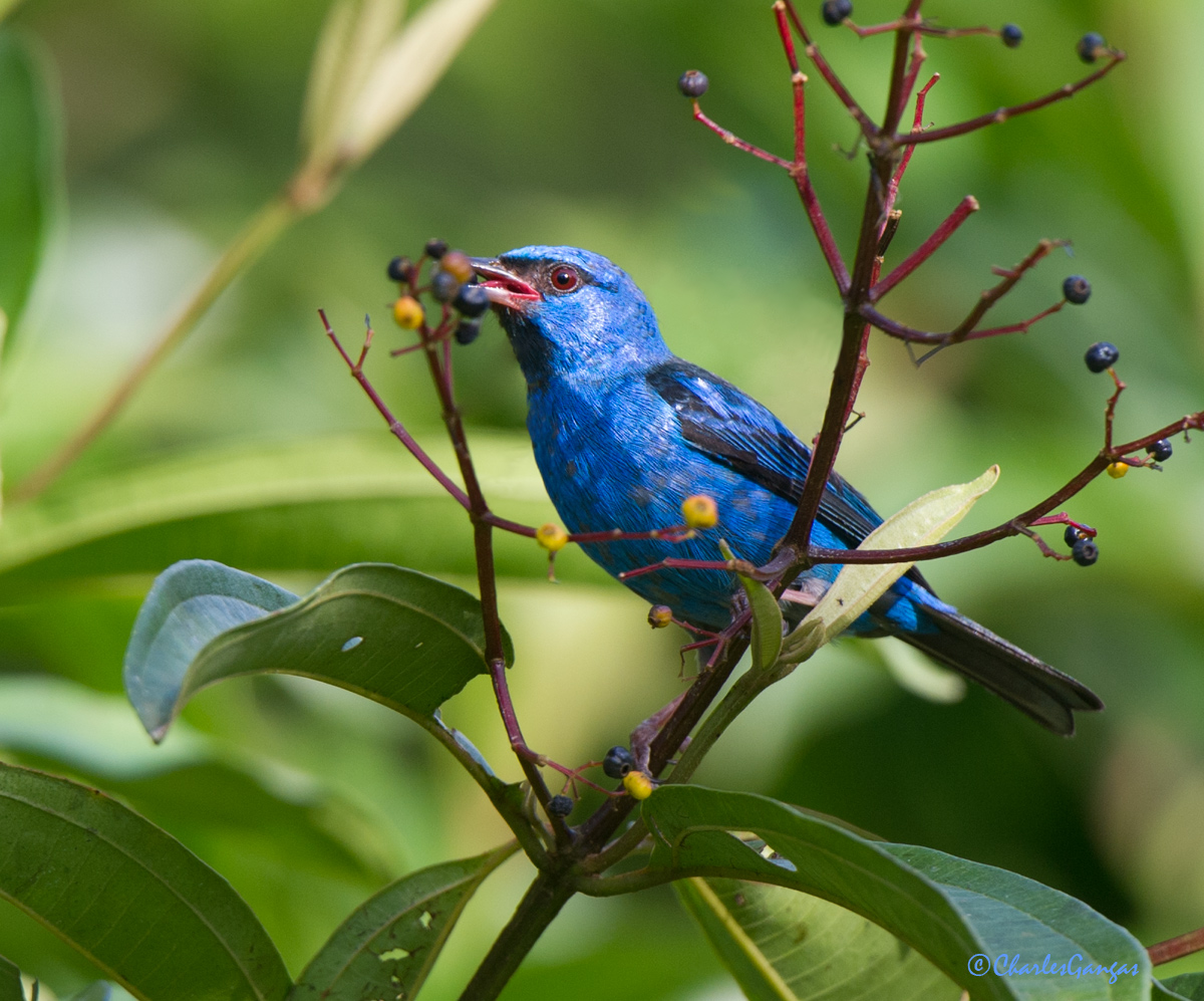 Blue Dacnis