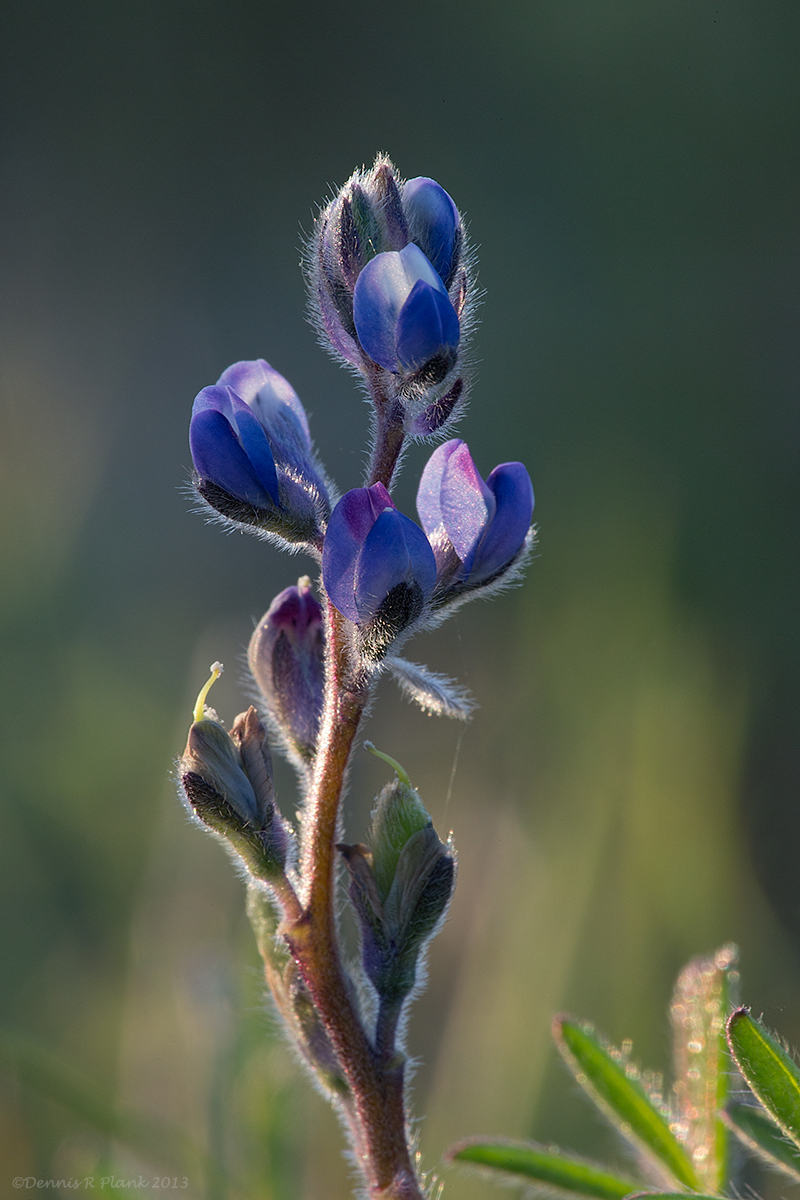 Small-flowered Lupine